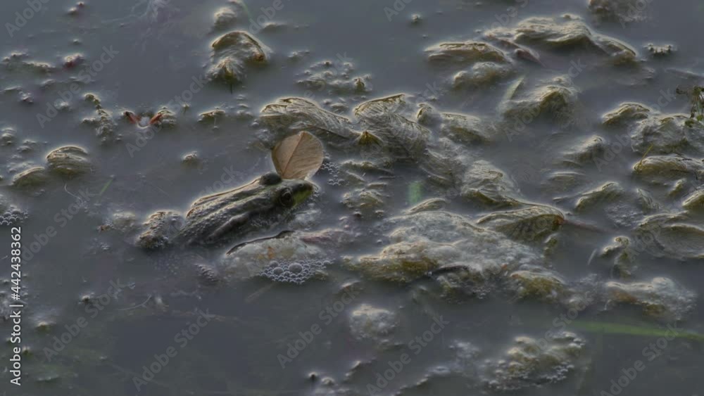 Frog Hunts for Dragonfly Sitting in River Water Near Shore Frog Hunts for Dragonfly Sitting in River Water Near Shore