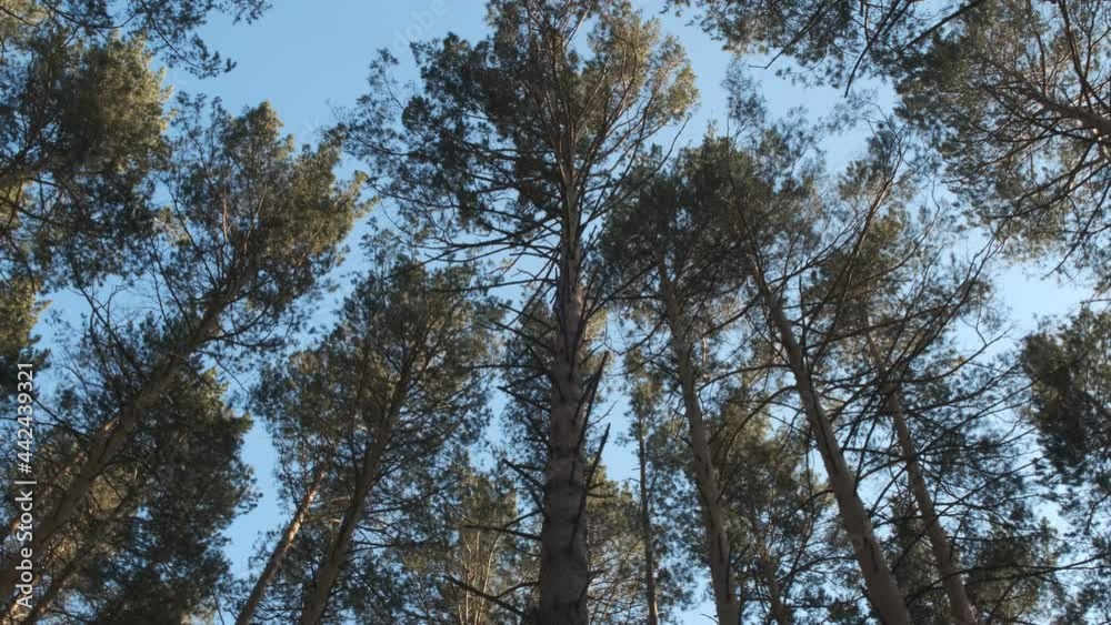 Wild pine forest with green . Moving between trees in beautiful sunny morning just after sunrise. Wild pine forest with green . Moving between trees in beautiful sunny morning just after sunrise.