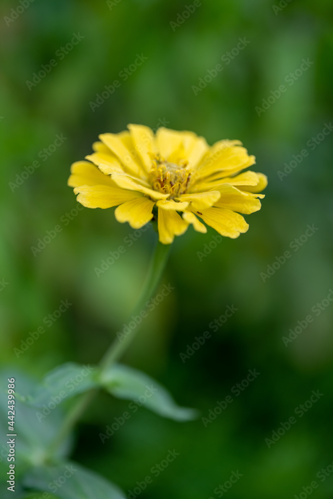 Close up zinnia flower on green leafy background. zinnia flower in tropical garden is sunflower family genus. All flowers are red, pink and yellow. Close up zinnia flower on green leafy background. zinnia flower in tropical garden is sunflower family genus. All flowers are red, pink and yellow.