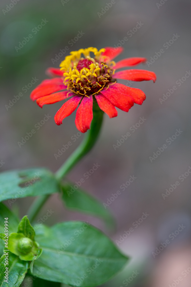Close up zinnia flower on green leafy background. zinnia flower in tropical garden is sunflower family genus. All flowers are red, pink and yellow. Close up zinnia flower on green leafy background. zinnia flower in tropical garden is sunflower family genus. All flowers are red, pink and yellow.