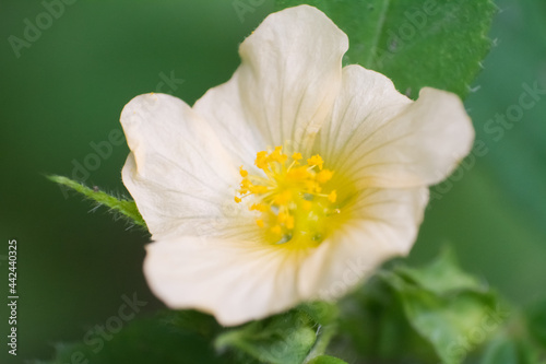 white flower with dew drops