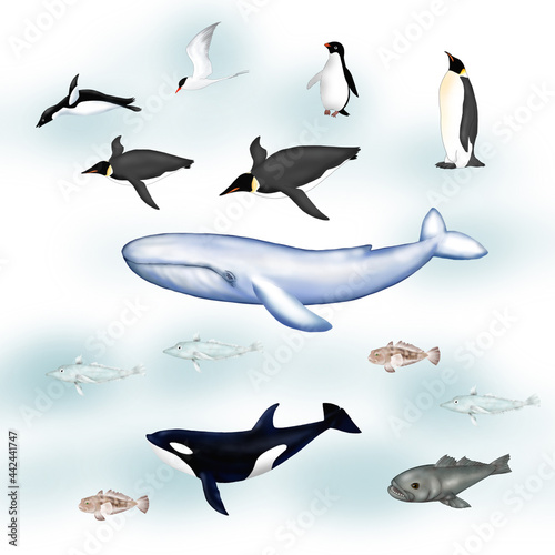 Set of wildlife creatures of Antarctic Ocean 