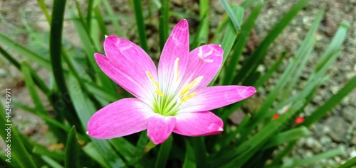 Spring flowers  natural and fresh. Lahewa  Indonesia. June 30  2021