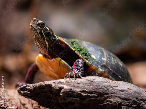 small turtle sitting on a rock