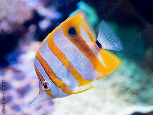 wild yellow tropical fish swimming in aquarium