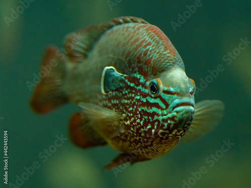 longear sunfish swimming in aquarium photo