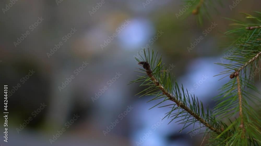 Closeup shot of a twig of a Pine tree at Manali in Himachal Pradesh, India Closeup shot of a twig of a Pine tree at Manali in Himachal Pradesh, India