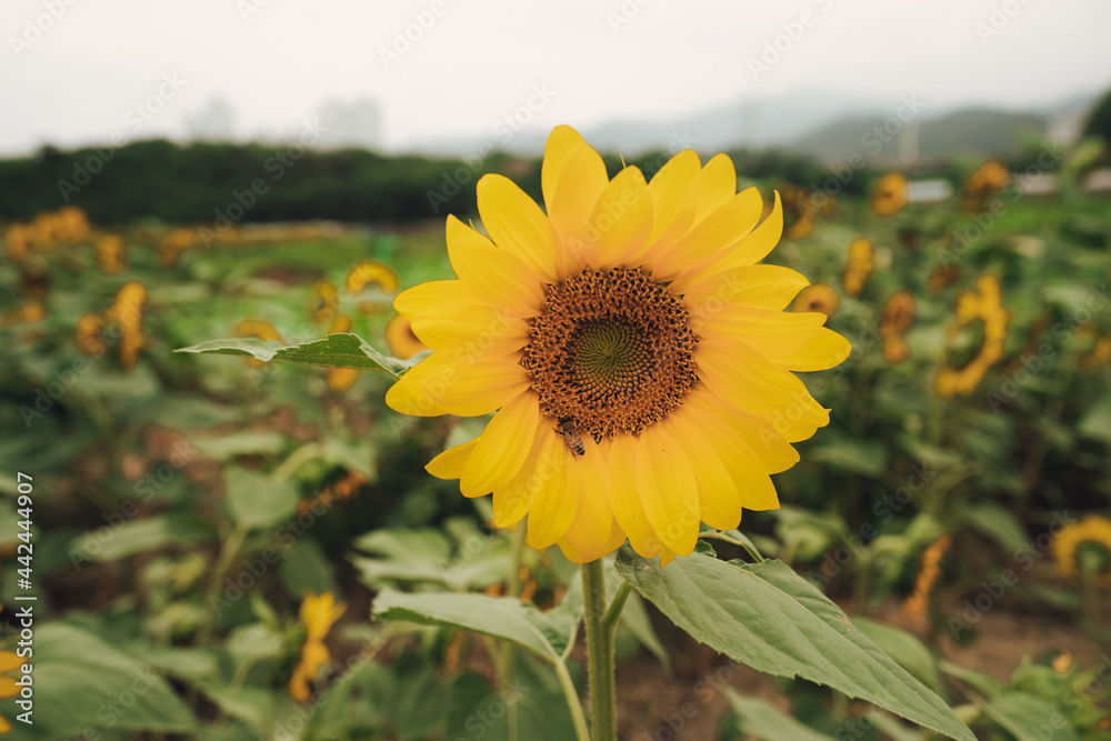 Obraz premium sunflower in the field