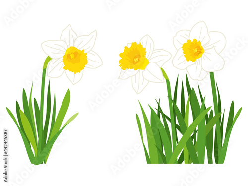 白い水仙の花