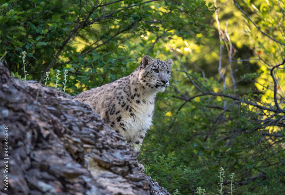 Obraz premium Snow Leopard on the move