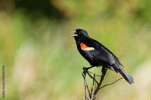 red winged blackbird singing on branch