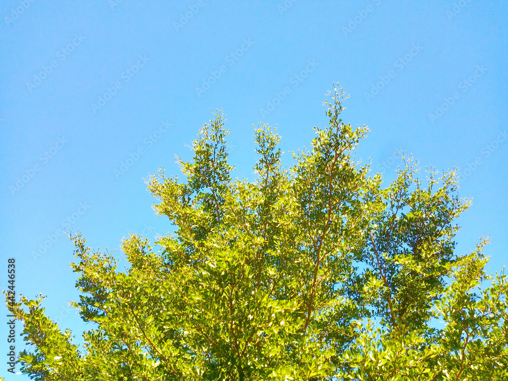 green trees with sky in the background