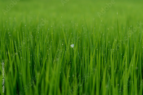 green grass with dew drops