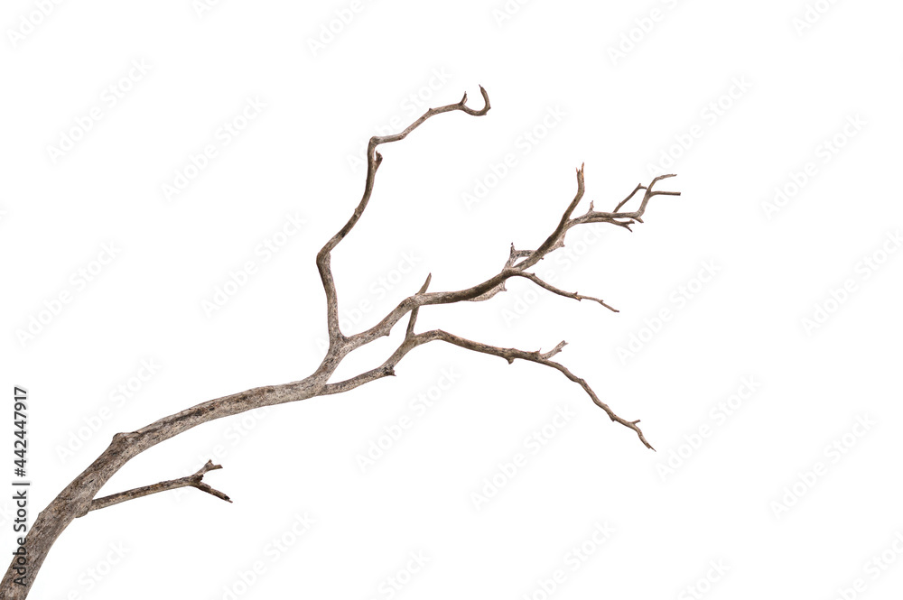 Fototapeta premium Dead tree isolated on white background, Dead branches of a tree.Dry tree branch.Part of single old and dead tree on white background.