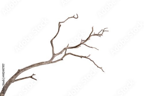 Dead tree isolated on white background, Dead branches of a tree.Dry tree branch.Part of single old and dead tree on white background.