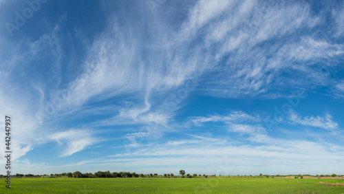 beautiful summer landscape with forest   blue sky and white clouds  a panorama. spring landscape with meadow panoramic view.Nice green field and blue sky panorama.