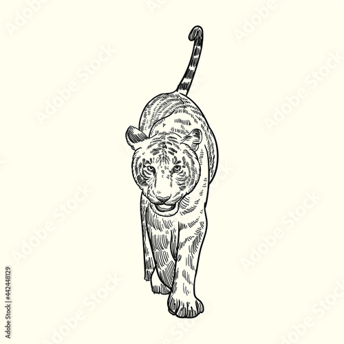 Vintage hand drawn sketch walking tiger