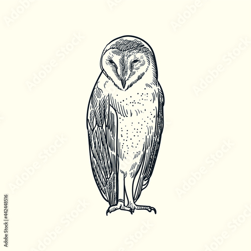 Vintage hand drawn sketch owl