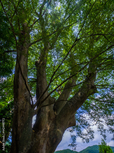 Huge Japanese zelkova tree (Kamisuwa shrine, Yahiko, Niigata, Japan) photo