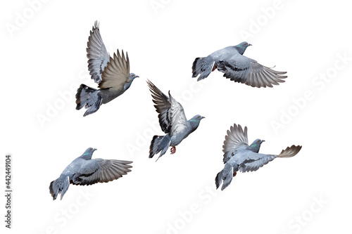 Action Scene of Group of Rock Pigeons Flying in The Air Isolated on White Background with Clipping Path