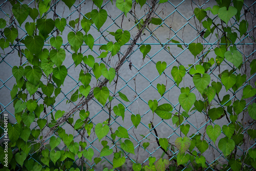 金網に絡まった緑色の葉
