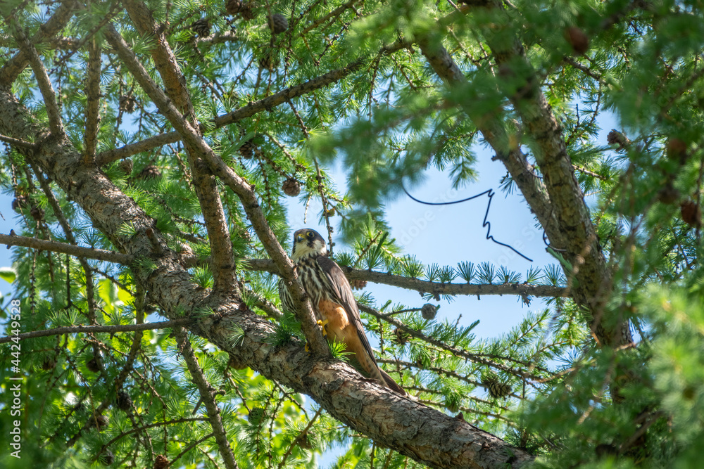 Eurasian hobby, falco subbuteo, sitting on top of larch tree. Cute majestic falcon bird of prey in wildlife. The Eurasian hobby , Falco subbuteo Eurasian hobby, falco subbuteo, sitting on top of larch tree. Cute majestic falcon bird of prey in wildlife. The Eurasian hobby , Falco subbuteo