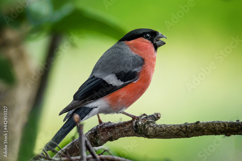Bullfinch male sitting on a branch with a green-yellow background 