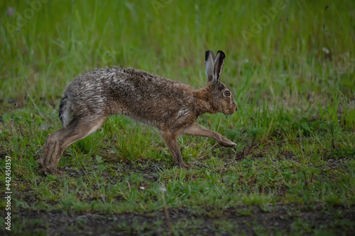 Fototapeta Naklejka Na Ścianę i Meble -  Running brown hare in the early morning 