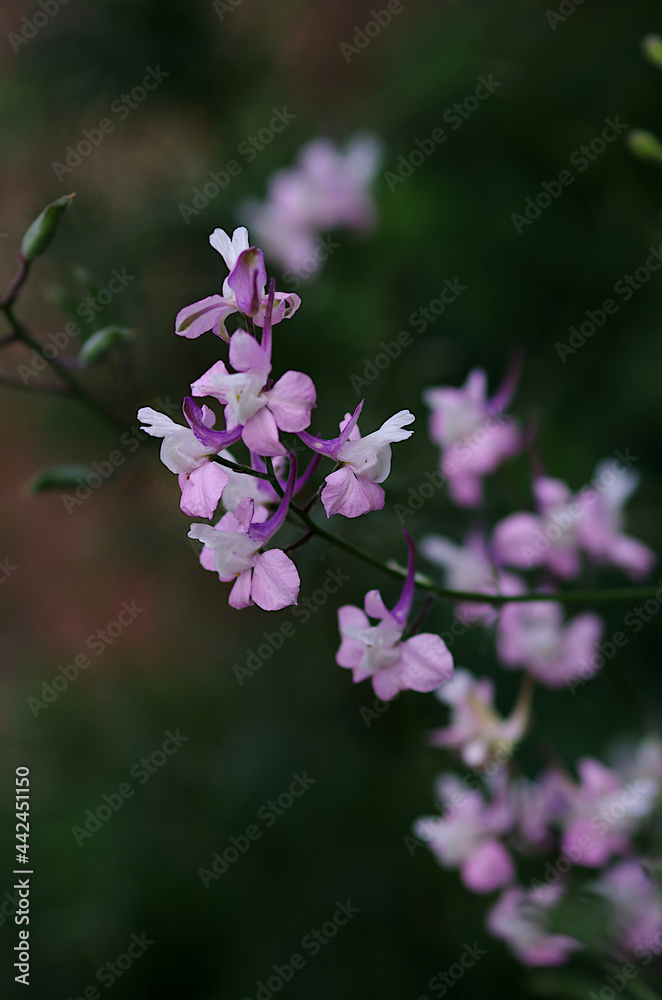 pink flowers in spring