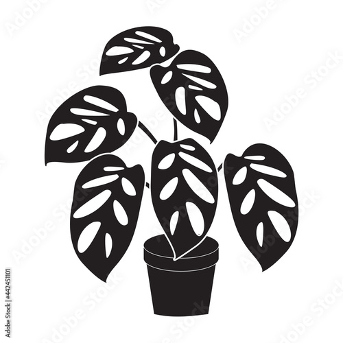 black icon logo of the Monstera adansonii plant, Indonesian people call it "Janda Bolong" in a terracotta pot. 