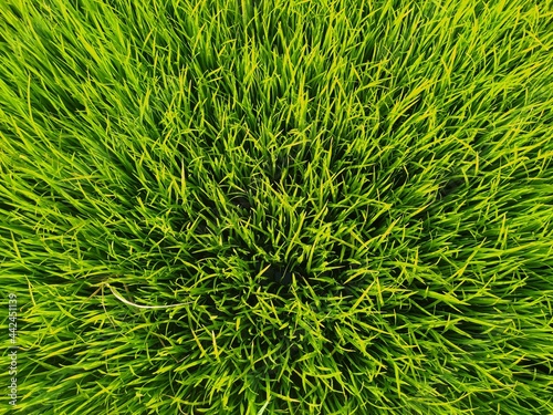 green paddy seeds background