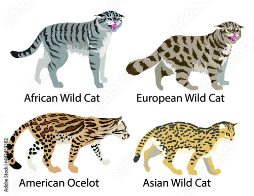 collage of european wild cat, african wild cat , asian  leopard cat and ocelot - Vector