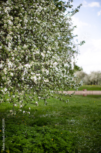 A blooming apple tree in the green grass
