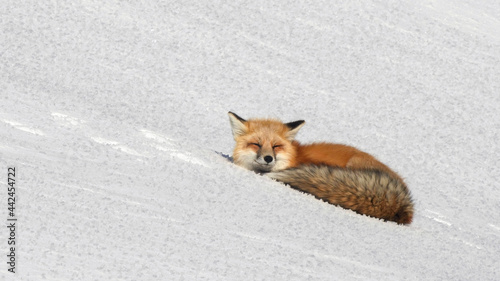 close view of a red fox resting on winter snow at yellowstone