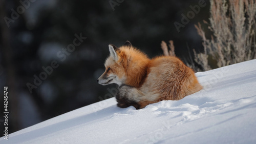a red fox looking around and resting on snow in yellowstone national park © chris