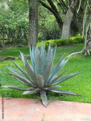 Blue weber agave plant in the garden, agave concept