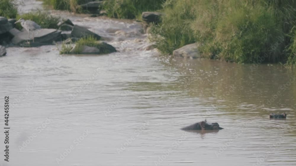 Hippo's pop their heads up above water in African river. Hippo's pop their heads up above water in African river.