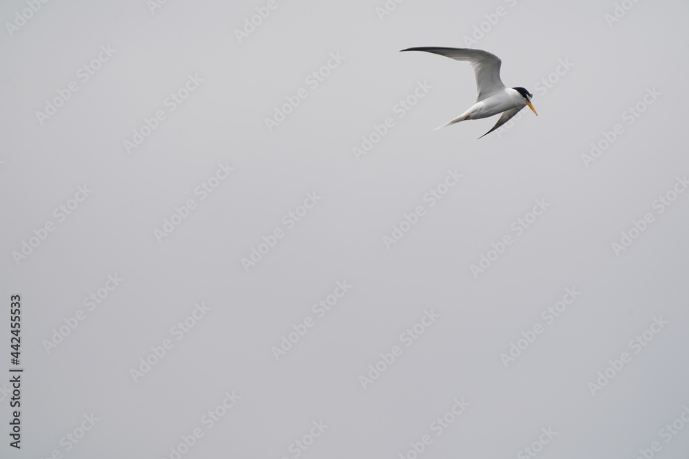 little tern is hunting a fish little tern is hunting a fish