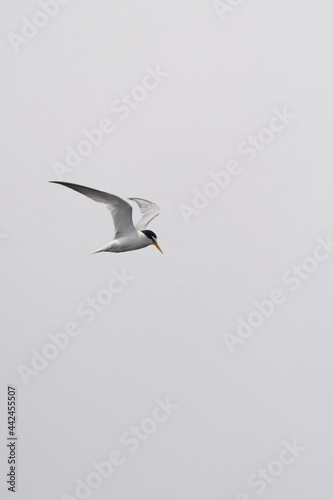 little tern is hunting a fish