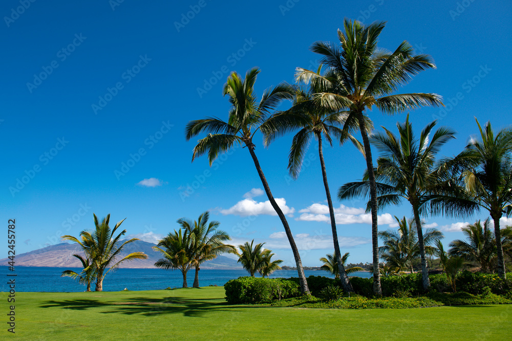 Tropical beach scene. Sea view from summer beach with sky. Coastal landscape. Coconut palm trees.