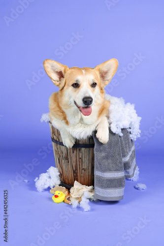 welsh corgi take a bath isolated on color background 