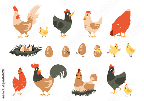 Cartoon chicken. Cute domestic farm animals. Hen incubates chicks in nest. Stages sequence of bird hatching from egg. Funny rooster walks around yard. Vector poultry activities set