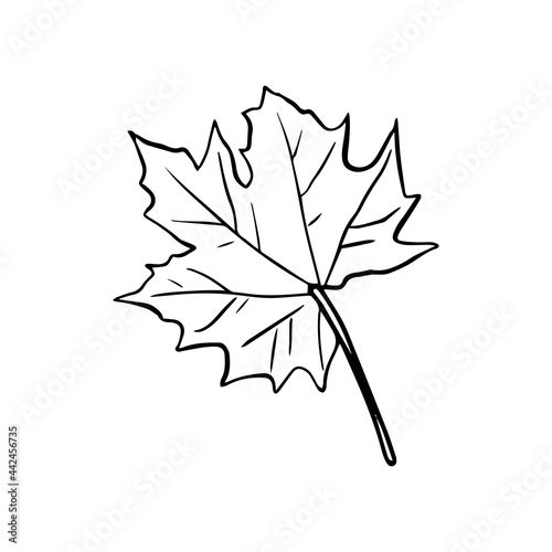 Maple leaf hand drawn vector illustration. Thanksgiving, autumn season, Canada outline symbol close-up.