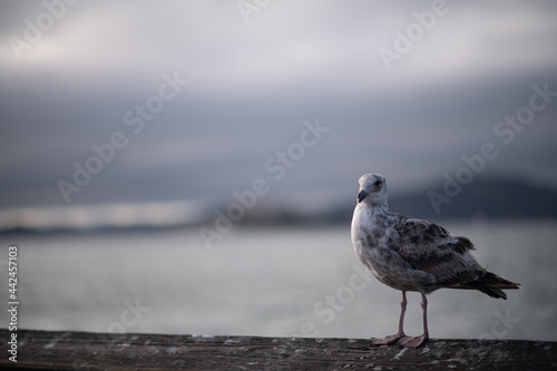 seagull on the pier