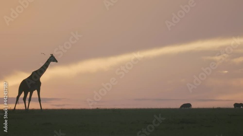 Giraffe walks across the plains amongst African wildlife at sunrise.