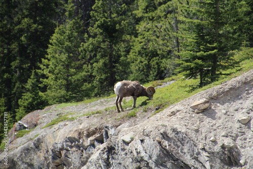 Goat Grazing High Above, Jasper National Park, Alberta © Michael Mamoon