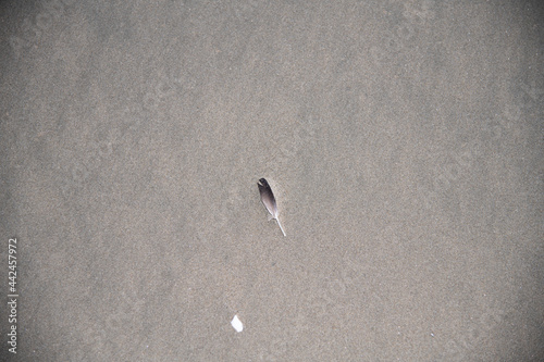 feather on the beach