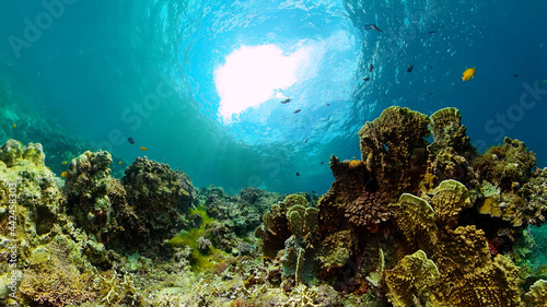 Fototapeta Naklejka Na Ścianę i Meble -  Tropical Underwater Colorful Reef. Tropical underwater sea fish. Philippines.