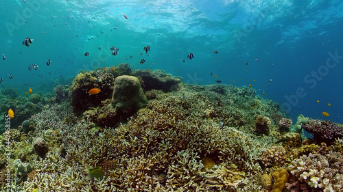 Reef underwater tropical coral garden. Underwater sea fish. Philippines.