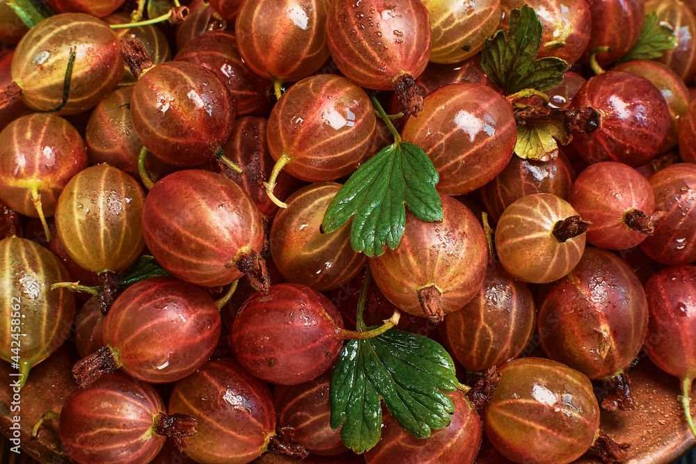 Obraz premium Gooseberries fresh harvest. The harvest of ripe red gooseberries in drops of water is spread out on the table. Ripe berry mockup for banner or background